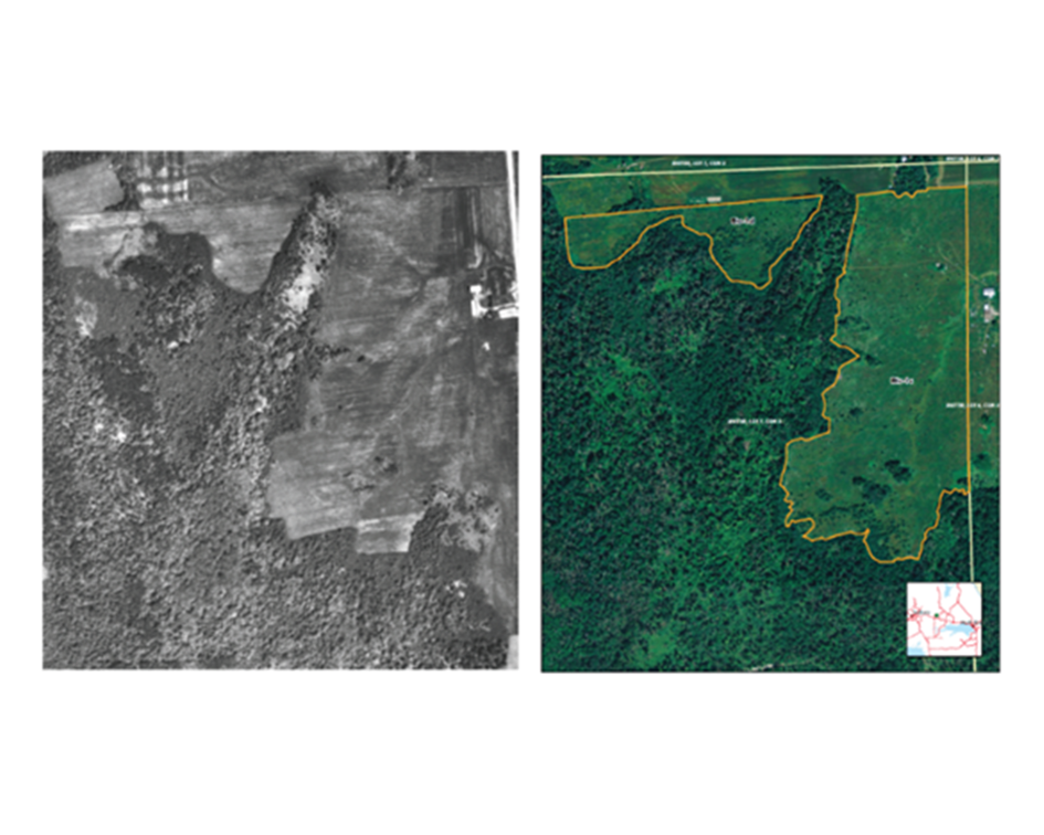 Looking at Forest based Offsets